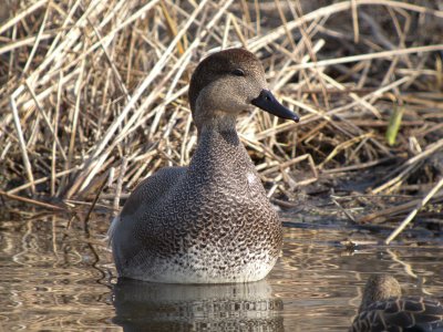 Gadwall (male)