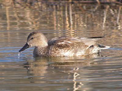 Gadwall (male non breeding)
