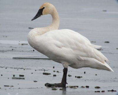 Trumpeter Swan