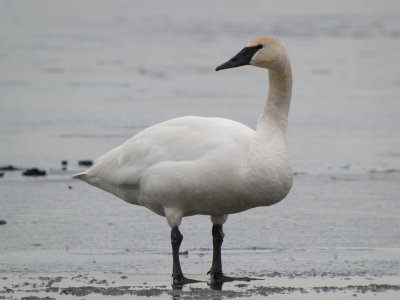 Trumpeter Swan