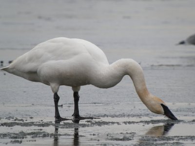 Trumpeter Swan