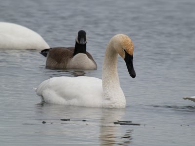 Trumpeter Swan