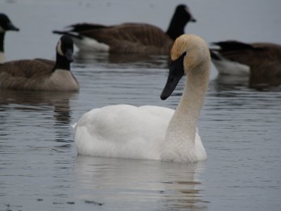 Trumpeter Swan