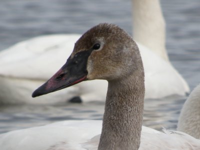 Trumpeter Swan ( immature )