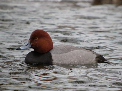 Redhead