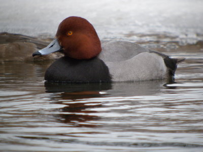 Redhead