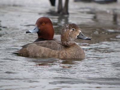 Redhead (pair)