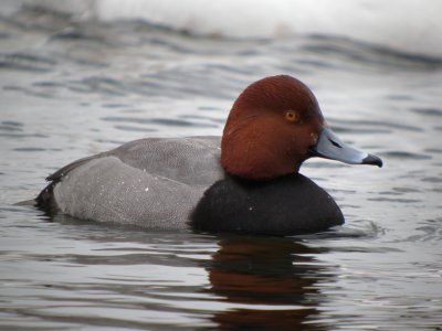 Redhead