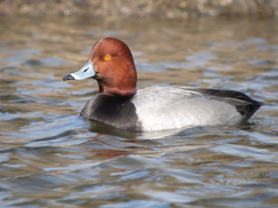 Redhead