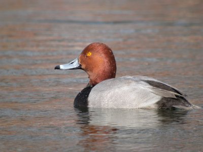 Redhead