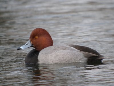 Redhead