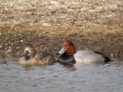 Redhead (pair)