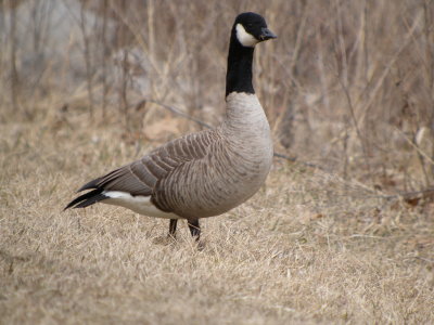 Cackling  Goose (Richardson's )