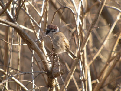 Eurasian Tree Sparrow