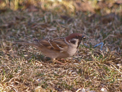 Eurasian Tree Sparrow