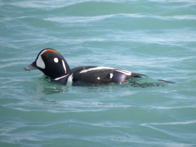 Harlequin Duck (male)