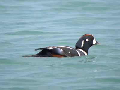 Harlequin Duck (male)