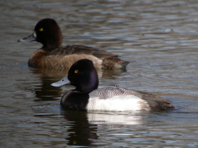 Lesser Scaup ( pair)