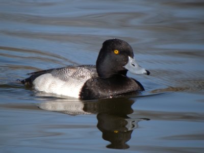 Lesser Scaup