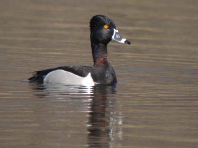 Ring-neck Duck