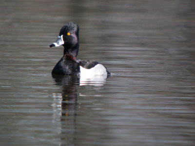 Ring-neck Duck