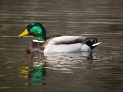 Mallard