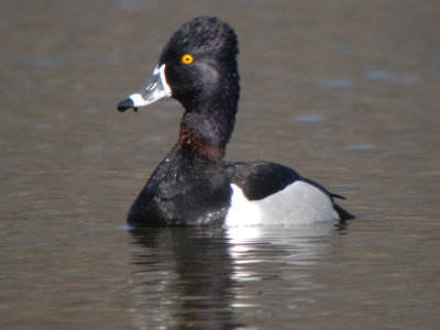 Ring-neck Duck