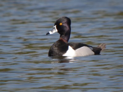 Ring-neck Duck