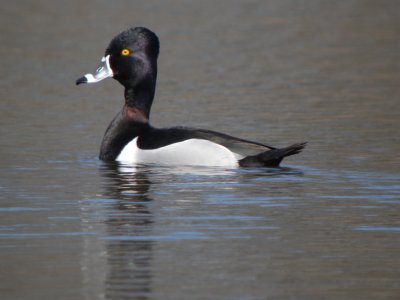 Ring-neck Duck