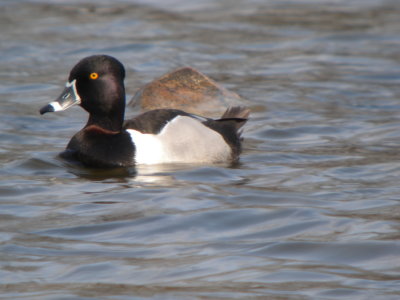 Ring-neck Duck