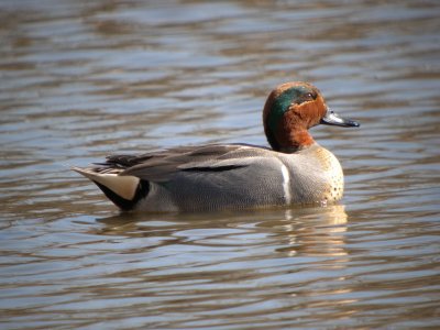 Green-winged Teal ( male full breeding )