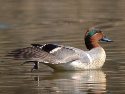 Green-winged Teal ( male full breeding )