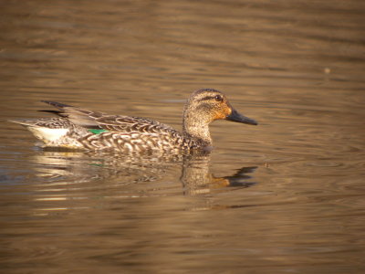 Green-winged Teal (female )