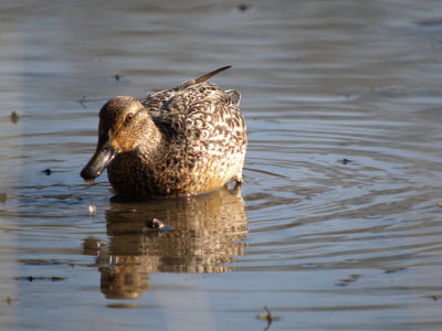 Green-winged Teal (female )