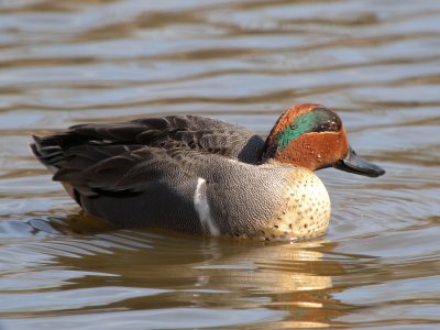 Green-winged Teal ( male full breeding )