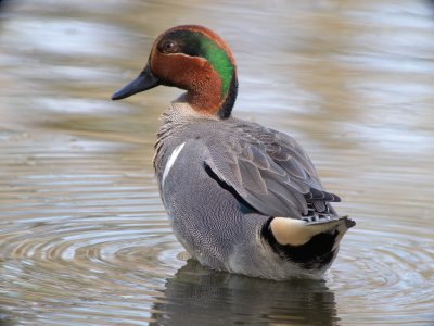 Green-winged Teal ( male full breeding )