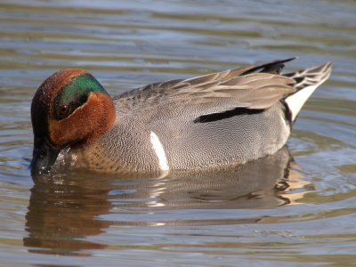 Green-winged Teal ( male full breeding )