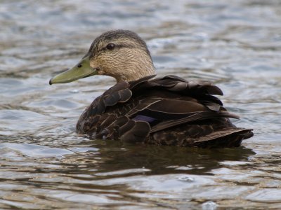 American Black Duck (female)