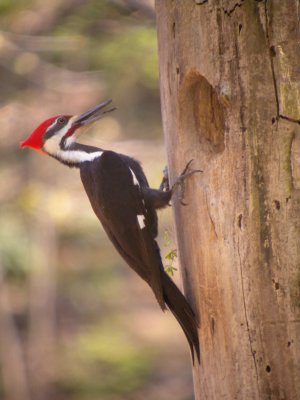 Pileated Woodpecker (male)