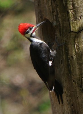 Pileated Woodpecker (male)