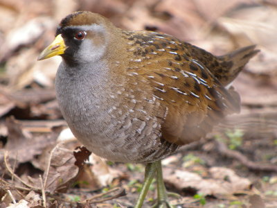 Sora
( Porzana carolina )