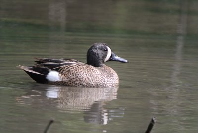 Blue-winged Teal