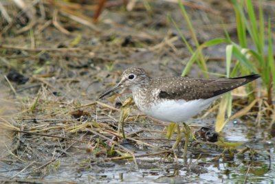 Solitary Sandpiper