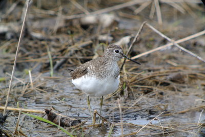 Solitary Sandpiper