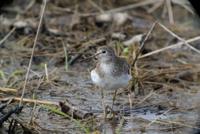 Solitary Sandpiper