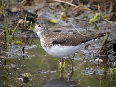 Solitary Sandpiper