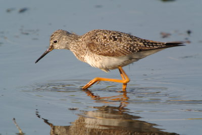 Lesser Yellowlegs