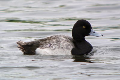 Lesser Scaup