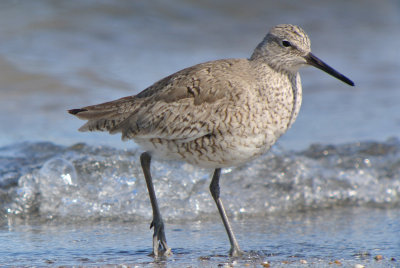 Willet