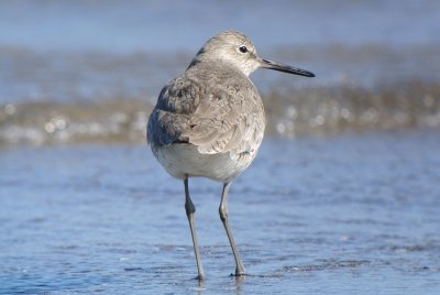 Willet